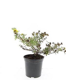 Potentilla f. 'Goldstar' Pot 1,5 liter