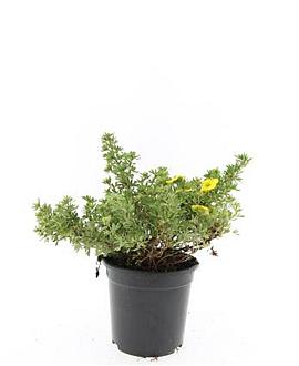 Potentilla f. 'Kobold' Pot 1,5 liter