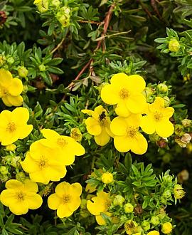 Potentilla f. 'Kobold' Pot 1,5 liter