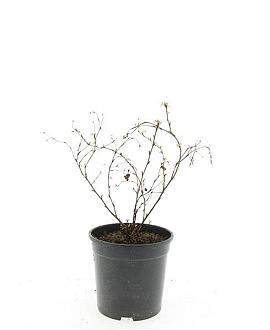 Potentilla f. 'Limelight' Pot 1,5 liter