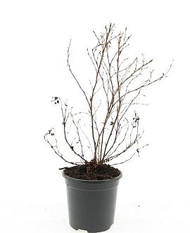 Potentilla f. 'Maanelys' Pot 1,5 liter
