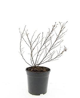 Potentilla f. 'Tangerine' Pot 1,5 liter