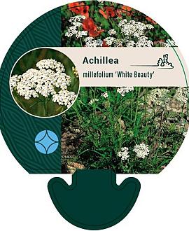 Achillea m. 'White Beauty' Pot 9 cm