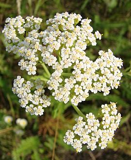 Achillea m. 'White Beauty' Pot 9 cm