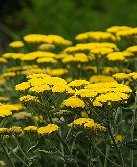 Achillea tomentosa 'Aurea' Pot 9 cm