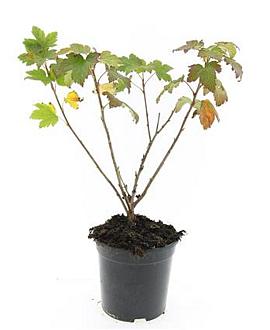 Ribes glandulosum Pot 1,5 liter