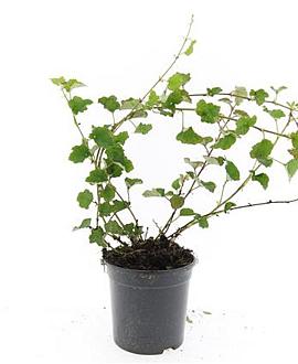 Rubus 'Betty Ashburner' Pot 1,5 liter