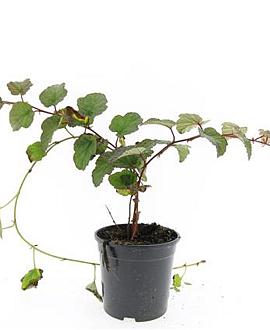 Rubus tricolor Pot 1,5 liter