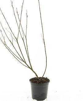 Salix gracilistyla 'Mt. Aso' Pot 1,5 liter
