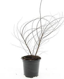 Spiraea arguta Pot 1,5 liter