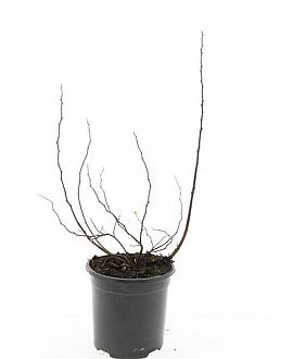Spiraea betulifolia 'Tor' Pot 1,5 liter