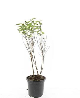 Spiraea billardii Pot 1,5 liter