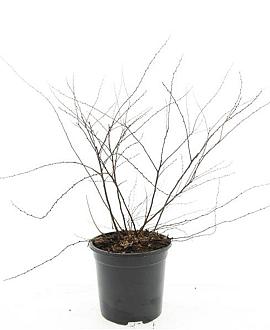 Spiraea cinerea 'Grefsheim' Pot 1,5 liter