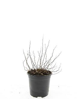 Spiraea decumbens Pot 1,5 liter