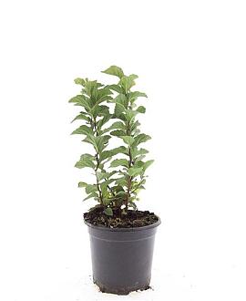 Spiraea densiflora Pot 1,5 liter