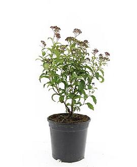 Spiraea jap. 'Crispa' Pot 1,5 liter