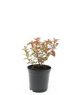 Spiraea jap. 'Firelight' Pot 1,5 liter