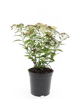 Spiraea jap. 'Genpei' Pot 1,5 liter
