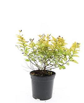 Spiraea jap. 'Golden Princess' Pot 1,5 liter