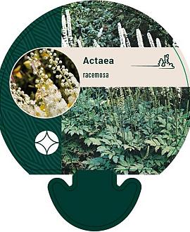 Actaea racemosa Pot 9 cm