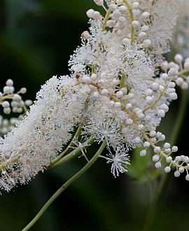 Actaea racemosa Pot 9 cm
