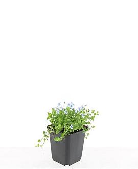 Isotoma fluviatilis Pot 9 cm