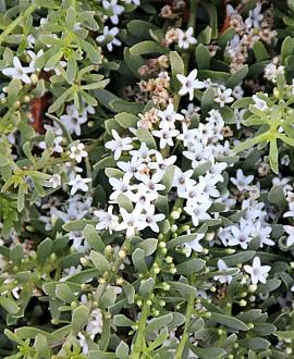 Isotoma fluviatilis Pot 9 cm