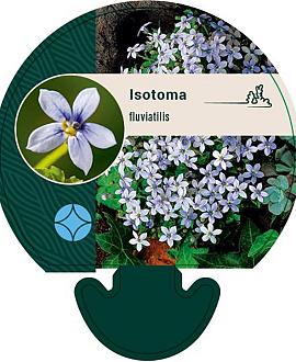 Isotoma fluviatilis Pot 9 cm