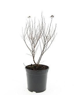 Spiraea jap. 'Manon' Pot 1,5 liter