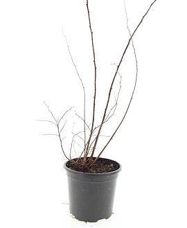 Spiraea jap. 'Odensala' Pot 1,5 liter