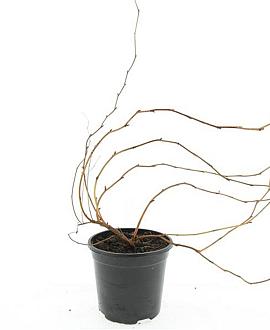 Stephanandra tanakae Pot 1,5 liter