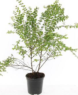 Symphoricarpos ch. 'Hancock' Pot 1,5 liter