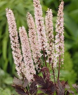 Actaea simp. 'Pink Spike' Pot 9 cm