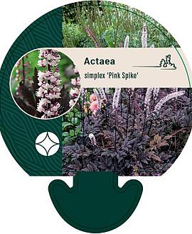 Actaea simp. 'Pink Spike' Pot 9 cm