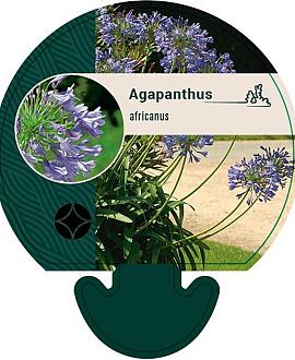 Agapanthus africanus Pot 9 cm