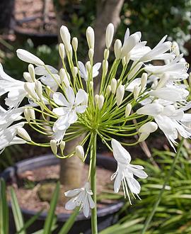 Agapanthus afr. 'Albus' Pot 9 cm