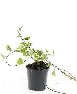 Vinca major 'Variegata' Pot 1,5 liter