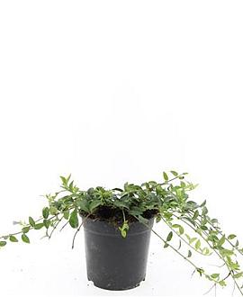 Vinca minor Pot 1,5 liter