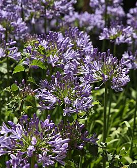 Agapanthus 'Blue Umbrella' Pot 9 cm