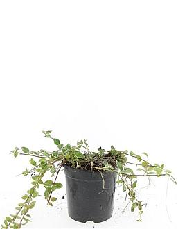 Vinca minor 'Ralph Shugert' Pot 1,5 liter