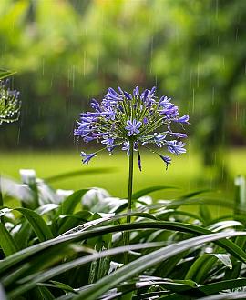 Agapanthus 'Peter Pan' Pot 9 cm