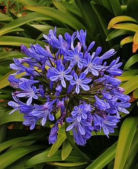 Agapanthus 'Tornado' Pot 9 cm