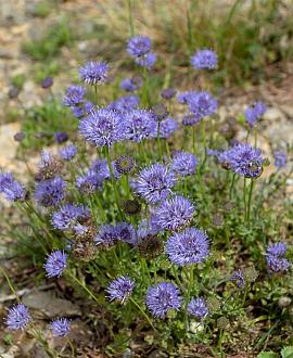 Jasione laevis Pot 9 cm