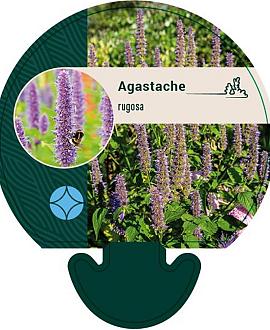 Agastache rugosa Pot 9 cm