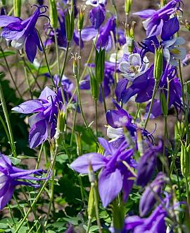 Aquilegia caerulea Pot 9 cm