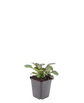 Ajuga reptans 'Catlin's Giant' Pot 9 cm