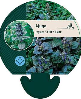 Ajuga reptans 'Catlin's Giant' Pot 9 cm