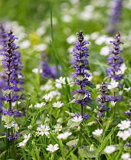 Ajuga reptans 'Catlin's Giant' Pot 9 cm