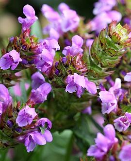 Ajuga reptans 'Purple Torch' Pot 9 cm
