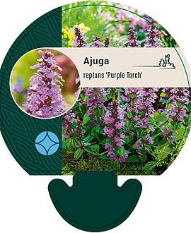 Ajuga reptans 'Purple Torch' Pot 9 cm